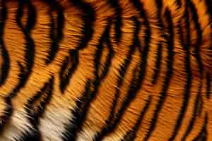 Kostenloses Foto tiger-muster-fell-textur