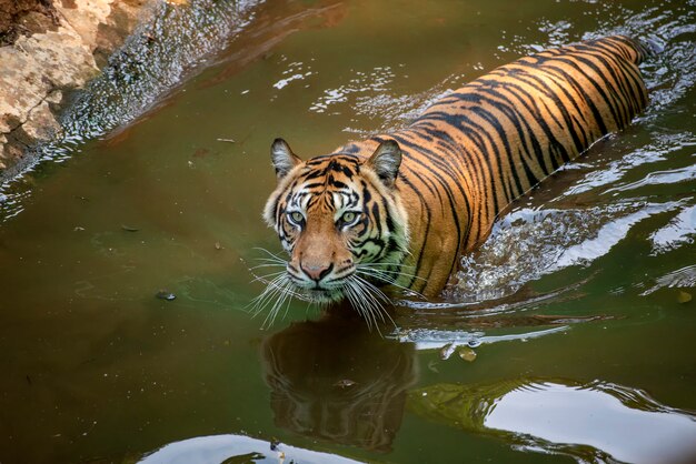 Tiger Schwimmt Im Fluss Premium Foto