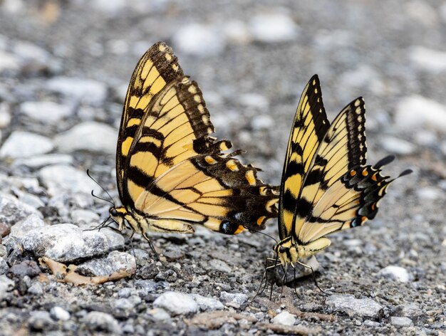 Tiger Swallowtail Butterflies schlemmen an toten Würmern auf der Straße.