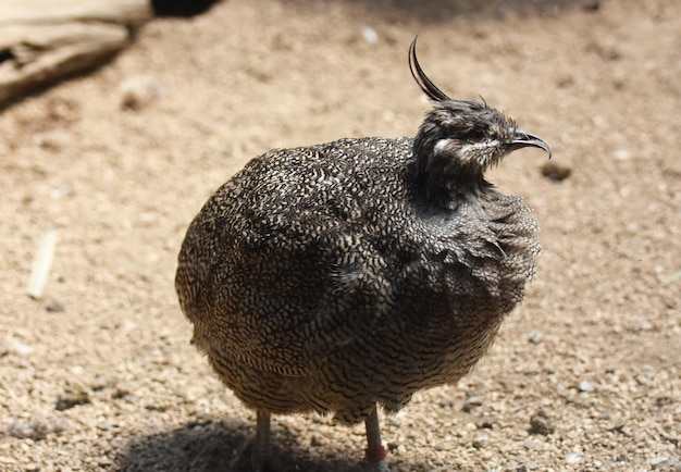 Tinamou Vogel im Gestrüpp mit sehr geringem Pflanzenwachstum