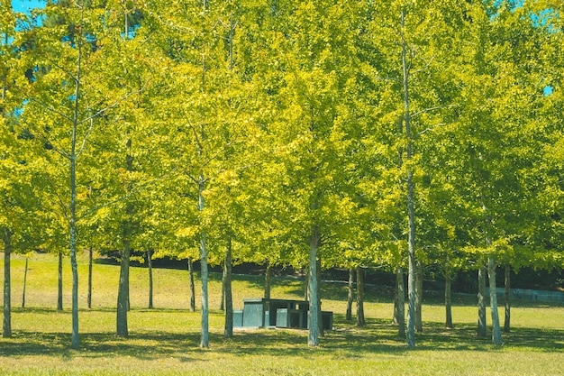 Tisch mit Stühlen unter den Bäumen versteckt