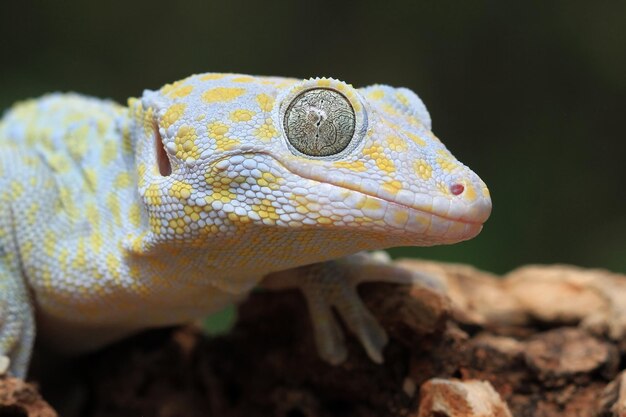 Tokay Gecko Albino Nahaufnahme Gesicht Tier Nahaufnahme