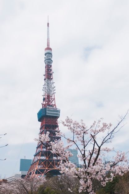 Tokyo-Turm in Kirschblüte