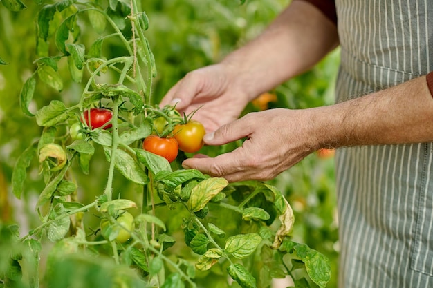 Tomatenfarm. Schließen Sie herauf Bild der Hände des Mannes, die frische Tomaten halten