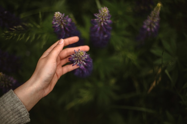 Top Nahaufnahme der Hand, die bezaubernde wilde violette Lupinenblume berührt