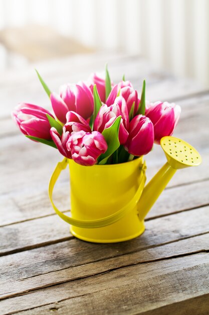 Topf Bauernhof Strauß Tulpe Ökologie