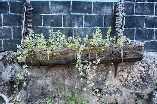 Topf mit Pflanzen auf einem Stamm mit Seilen aufgehängt