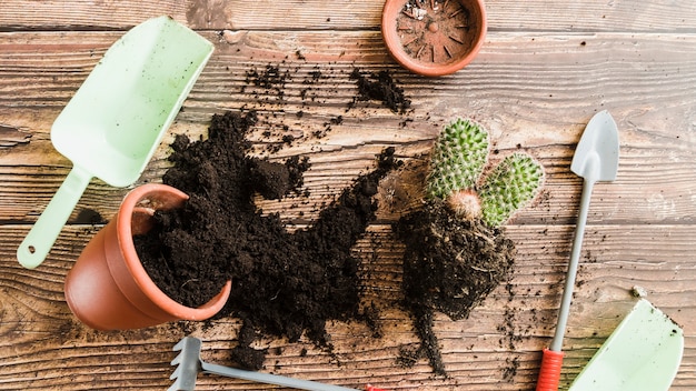 Topfpflanze mit verschüttetem Boden; Kaktuspflanze und Gartengeräte auf Holztisch