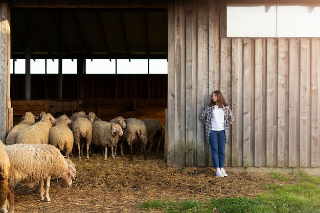Totale Frau und Schafe in der Nähe von Scheune