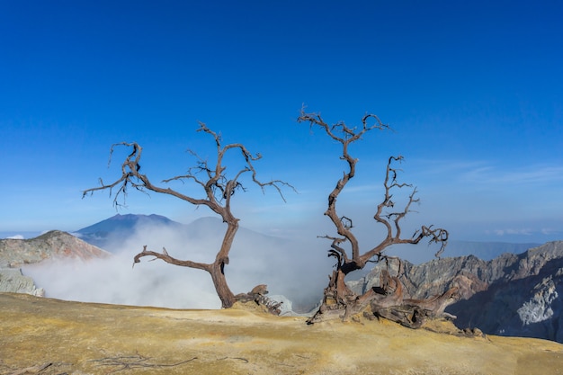 Toter Baum auf Berg am sonnigen Tag