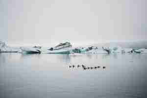 Kostenloses Foto tourist beobachtet gletscher im wasser in island