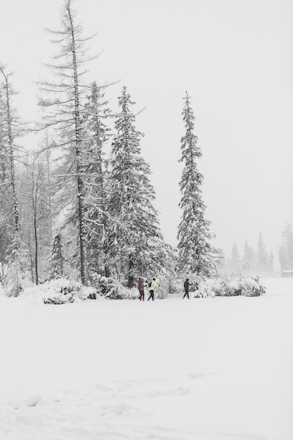 Touristen, die in Winterwald gehen