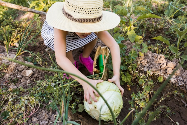 Tragender Hut der Frau, der Kohl auf dem Gebiet erntet