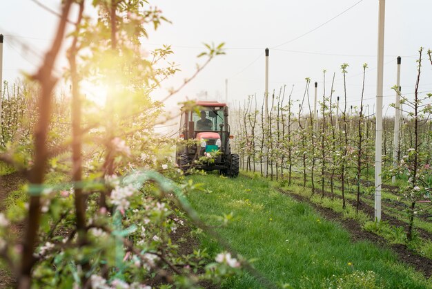 Traktormaschine, die durch Obstgartengang fährt und Apfelbäume besprüht