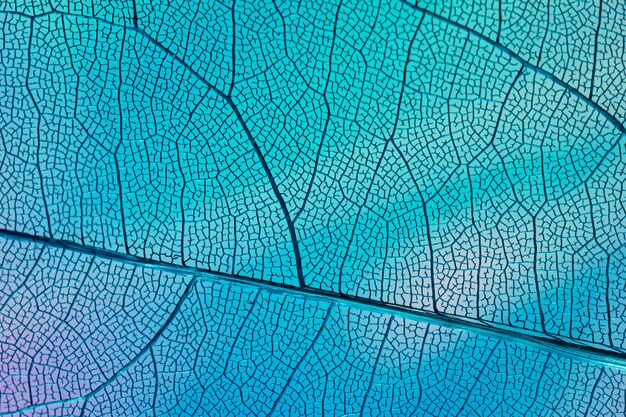 Transparentes Blatt mit blauer Hintergrundbeleuchtung