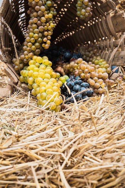 Trauben in einem Korb liegen auf Stroh selektiver Fokus Erntezeit junge Weinbereitung Ökologische Produkte