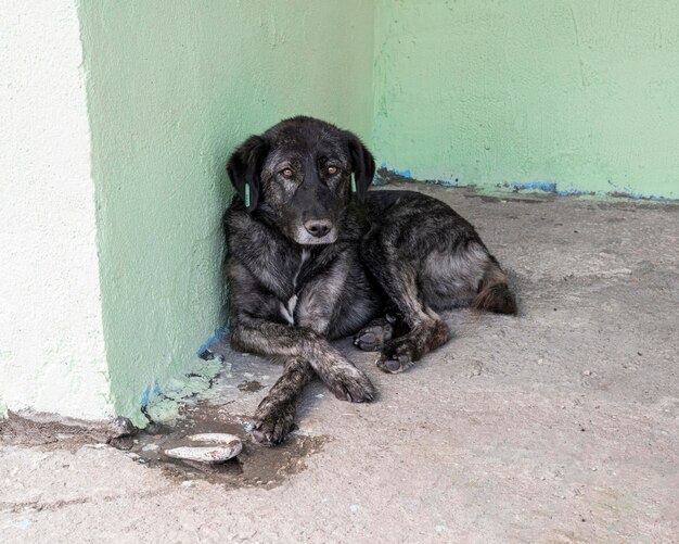 Trauriger Hund, der im Tierheim wartet, um von jemandem adoptiert zu werden