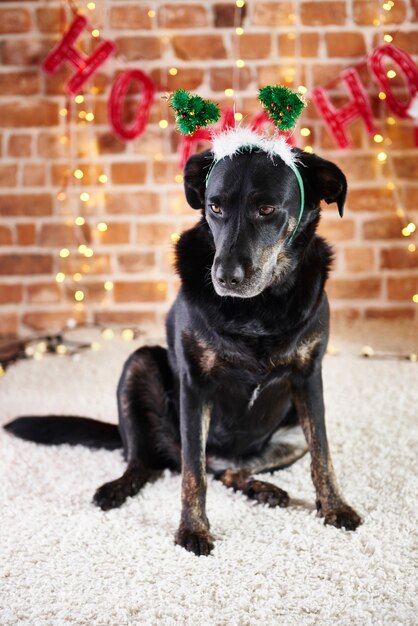 Trauriger Hund mit Weihnachtsmütze, die unten schaut