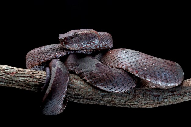 Trimeresurus puniceus Schlange Trimeresurus puniceus Nahaufnahmekopf