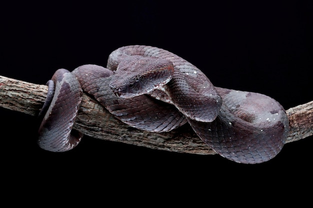 Trimeresurus puniceus Schlange Trimeresurus puniceus Nahaufnahmekopf