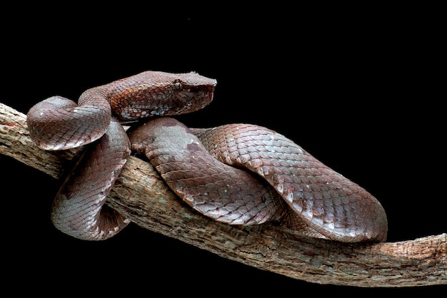 Trimeresurus puniceus Schlange Trimeresurus puniceus Nahaufnahmekopf