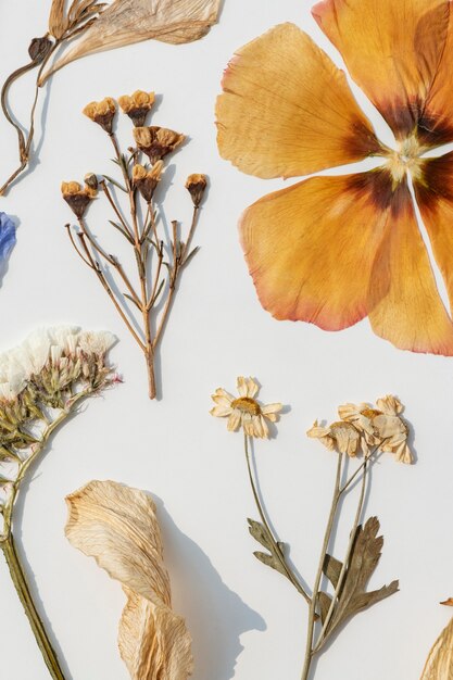 Trockenblumensammlung an einer weißen Wand