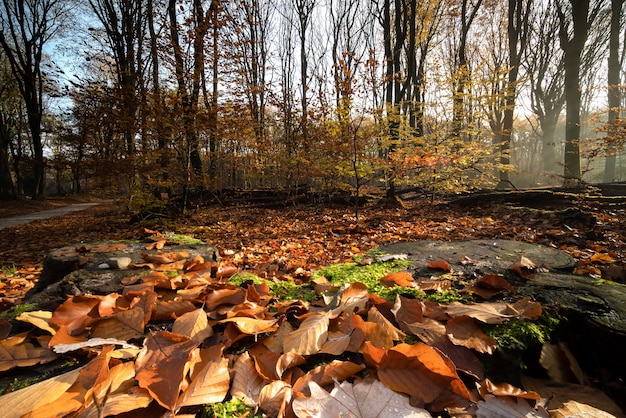 Trockene Blätter bedecken den Boden, umgeben von Bäumen in einem Wald im Herbst