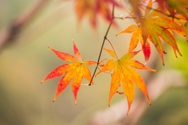 Trockene Blätter im Herbst