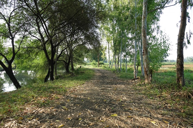 Trockene Blätter Straße zwischen Bäumen