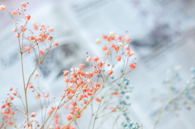 Trockene Blumen auf der Oberfläche der Zeitung, selektiver Fokus, Frühlingsstimmung