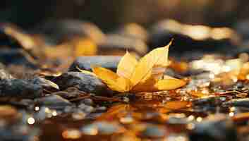 Kostenloses Foto trockene herbstblätter im felsigen wasserbach