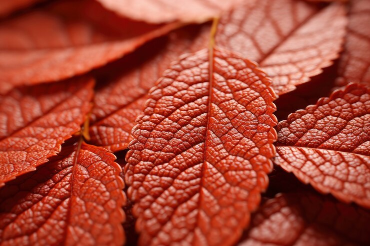 Trockene Herbstblätter in der Natur