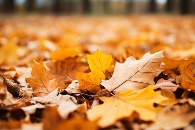 Trockene Herbstblätter in der Natur
