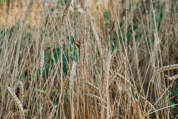 Trockene Ähren zwischen dem Gras verschwommener Hintergrund Nahaufnahme mit selektivem Fokus die Idee eines Hintergrunds oder Bildschirmschoners über die Ökologie der Erde und Dürre Mangel an Wasser für den Anbau von Lebensmitteln
