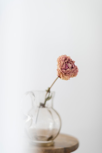 Trockene Pfingstrosenblume in einem Glaskrug auf einem hölzernen Hocker in einem weißen Raum