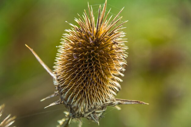 trockene stachelige wilde Distel im Hintergrund bei Gras