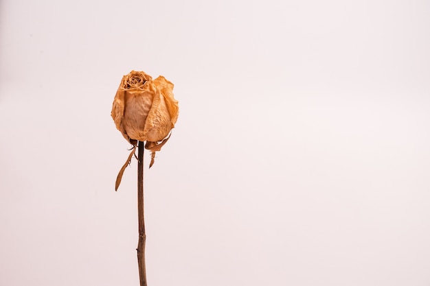 Trockene weiße Rose ohne Blätter lokalisiert auf einem hellen Hintergrund