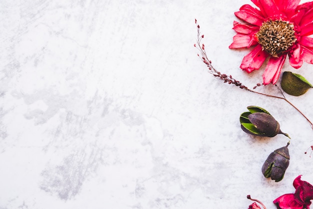 Trockener roter Gerbera und Hülse auf weißem Hintergrund