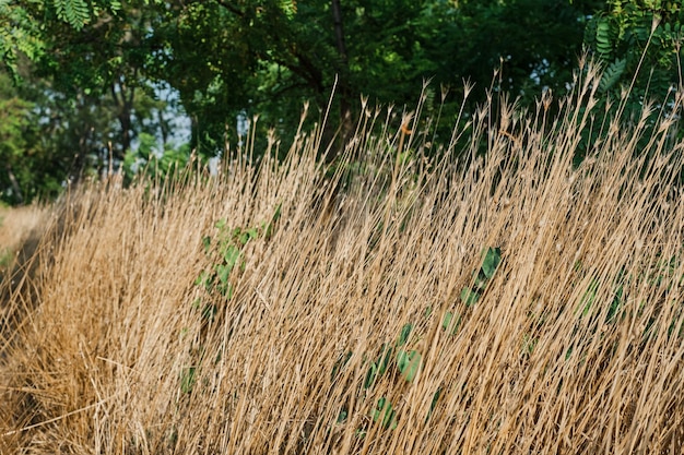 Trockenes Gras Nahaufnahme Hintergrund oder Bildschirmschoner Idee über Erdökologie und Dürre Wasserknappheit für den Anbau von Nahrungsmitteln Klimawandel Platz für Text