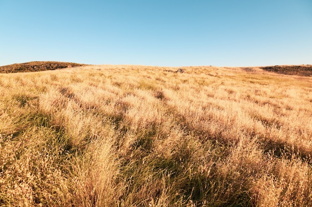 Trockenes großes Grasland und der klare Himmel darüber - perfekt für den Hintergrund