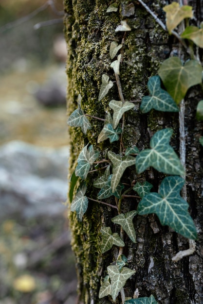 Tropenwald bei Tageslicht eingefangen