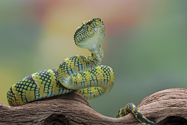 Tropidolaemus wagleri Schlange Nahaufnahme auf Ast Viper-Schlange
