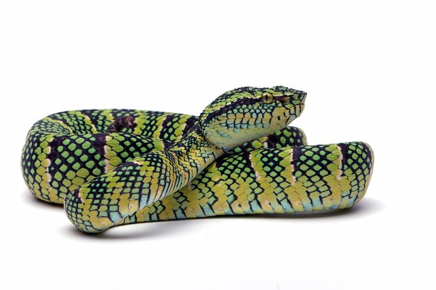 Tropidolaemus wagleri Schlangennahaufnahme auf weißem Hintergrund