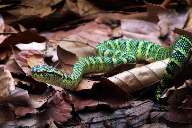 Tropidolaemus wagleri Schlangentarnung auf trockenen Blättern Viper-Schlange