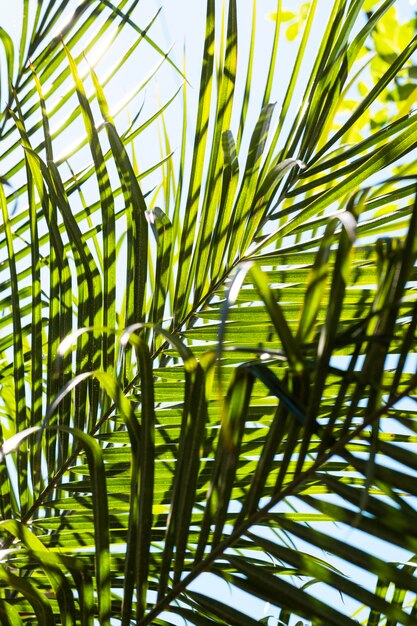 Tropische Blätter in der Sonne draußen