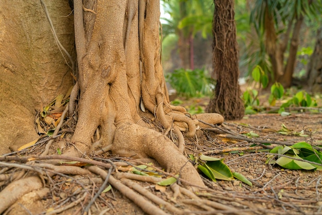 Tropische Ficusbaumwurzeln. Wicklungswurzelnahaufnahme mit Luftwurzeln im Weichzeichner auf Hintergrund.