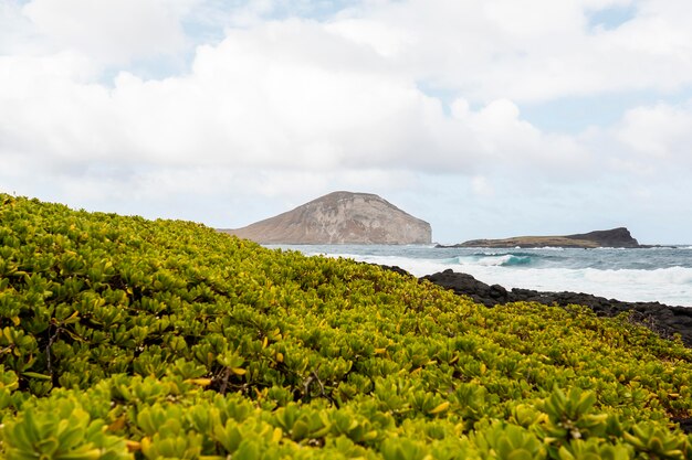 Tropische Hawaii-Landschaft mit dem blauen Meer