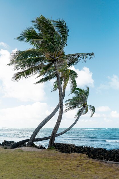 Tropische Hawaii-Landschaft mit dem blauen Meer