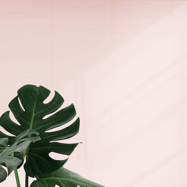 Tropische Monstera-Blätter auf rosa Hintergrund