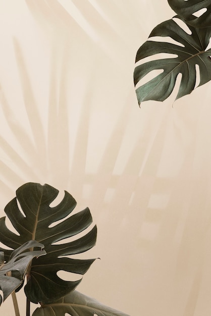 Tropische Monstera-Blätter mit Palmblättern-Schatten